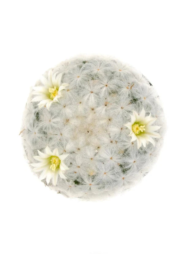 Cactus 'Feather' 4" - Urban Sprouts