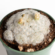 Cactus 'Feather' 4" - Urban Sprouts