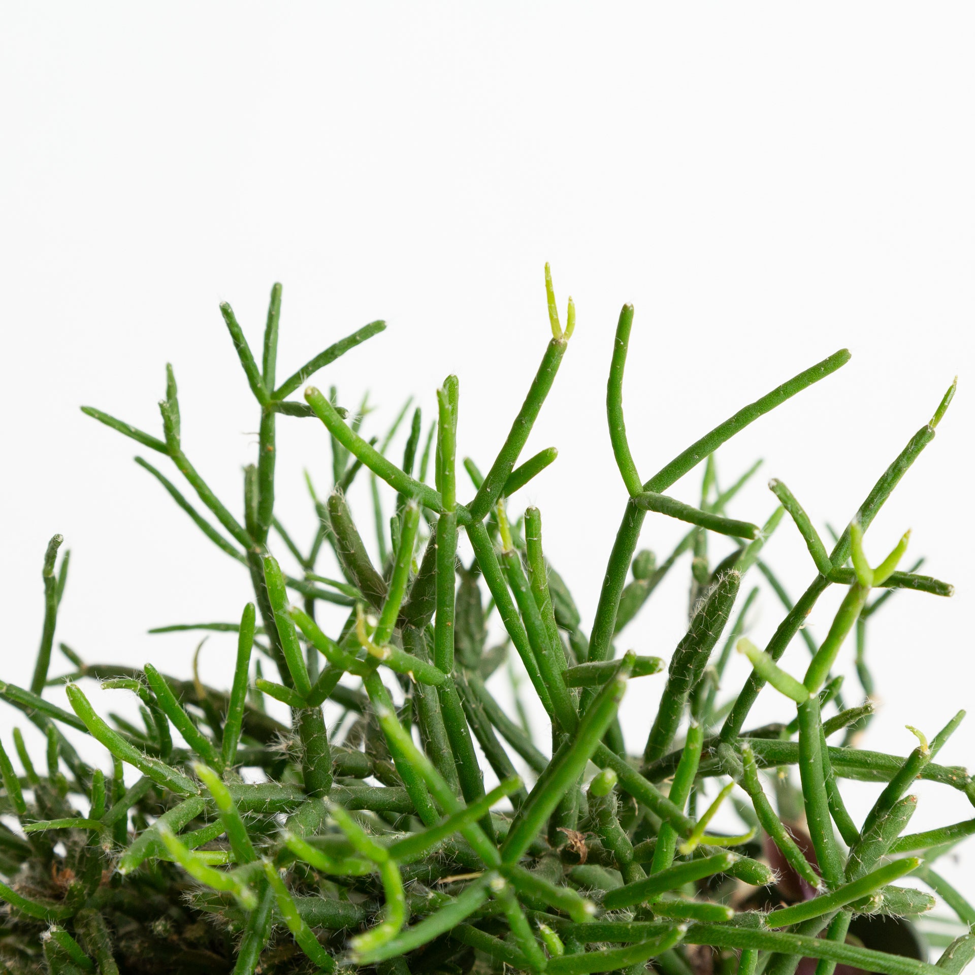 succulent rhipsalis Cactus 'Mistletoe