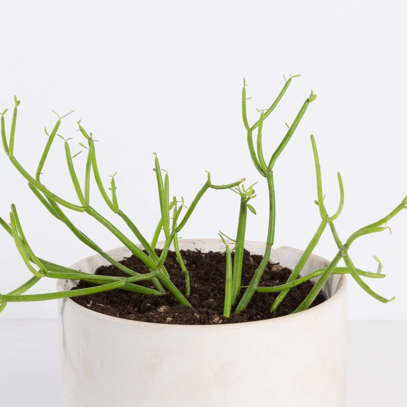 Urban Sprouts Plant Cactus 'Pencil'