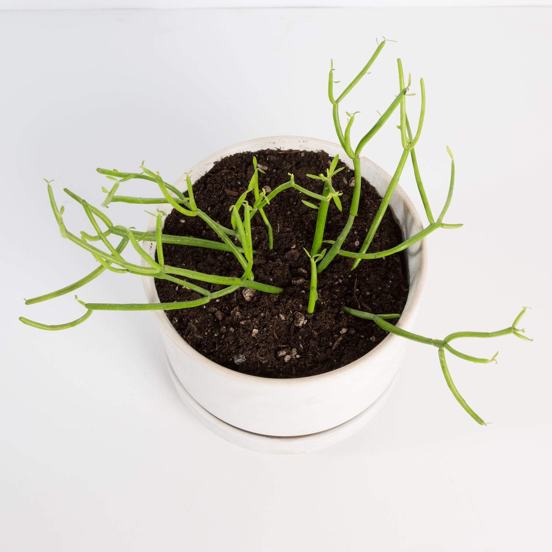 Urban Sprouts Plant Cactus 'Pencil'