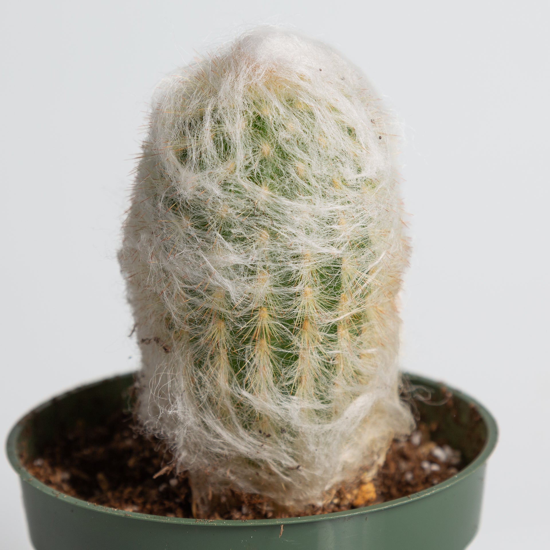 Cactus 'Peruvian Old Lady' 4” - Urban Sprouts