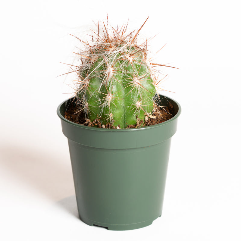 Cactus 'Old Man of the Andes' 4" - Urban Sprouts
