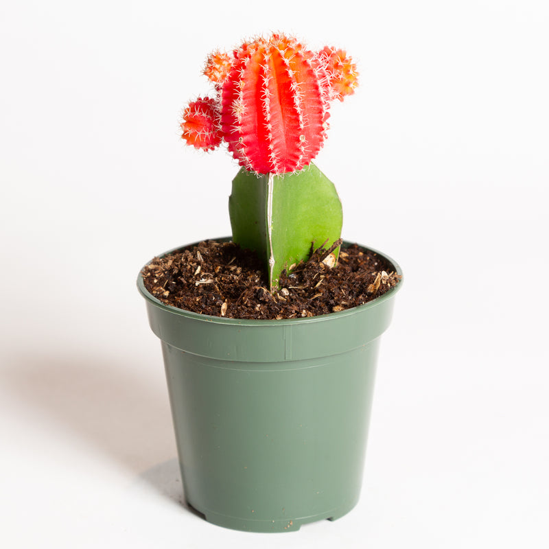 Cactus 'Moon - Red' 4" - Urban Sprouts
