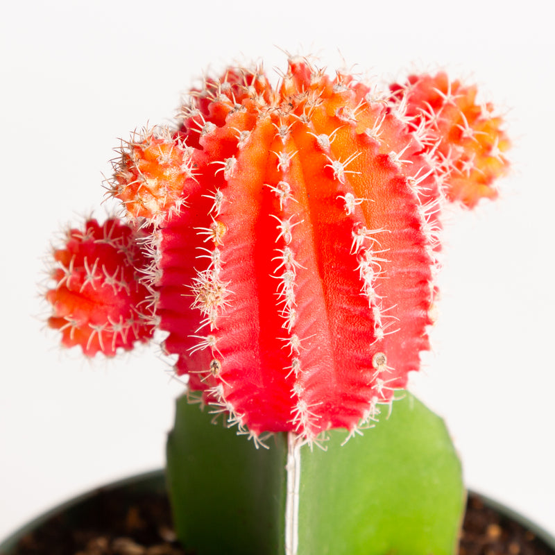 Cactus 'Moon - Red' 4" - Urban Sprouts