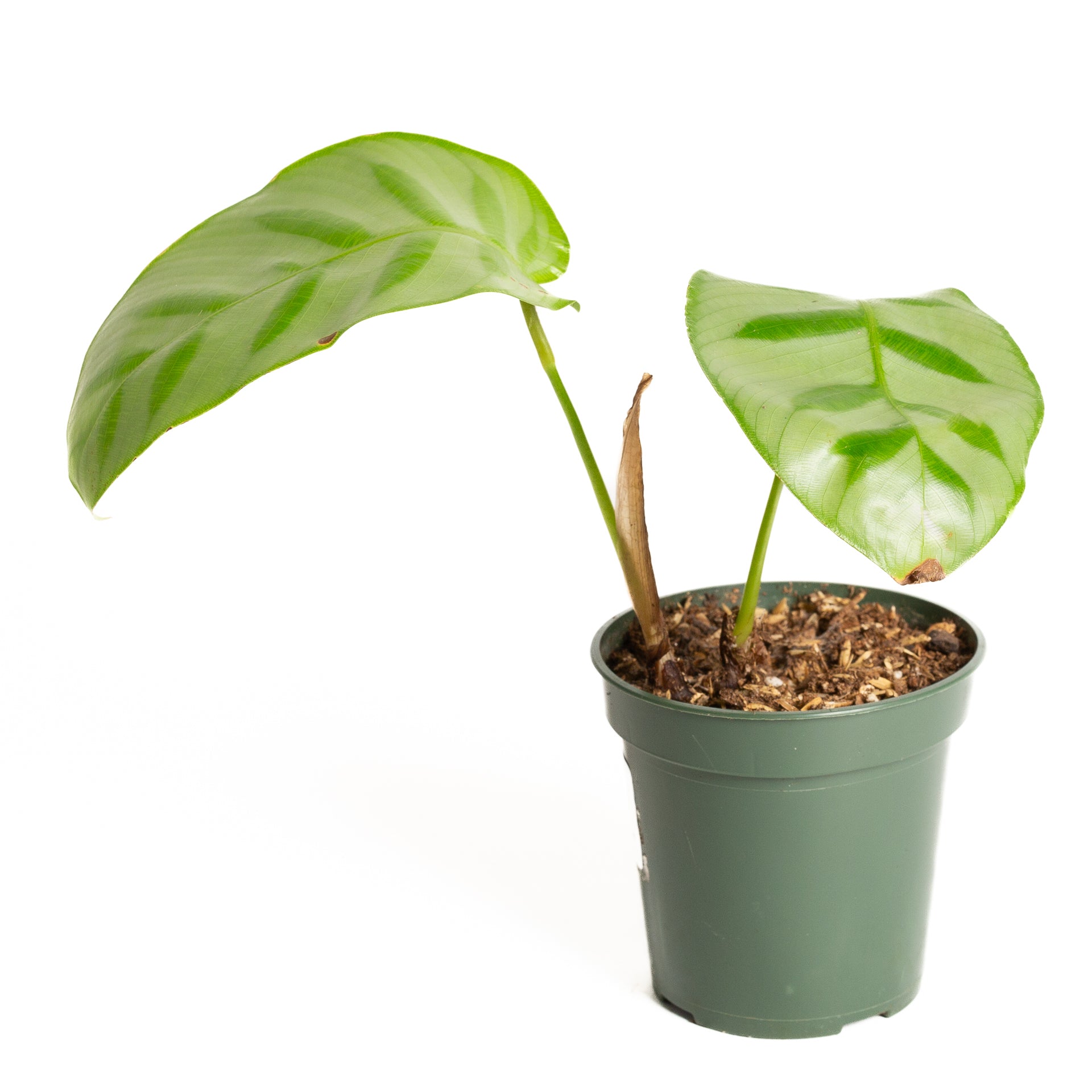 calathea bella Calathea 'Bella Carlina' 4