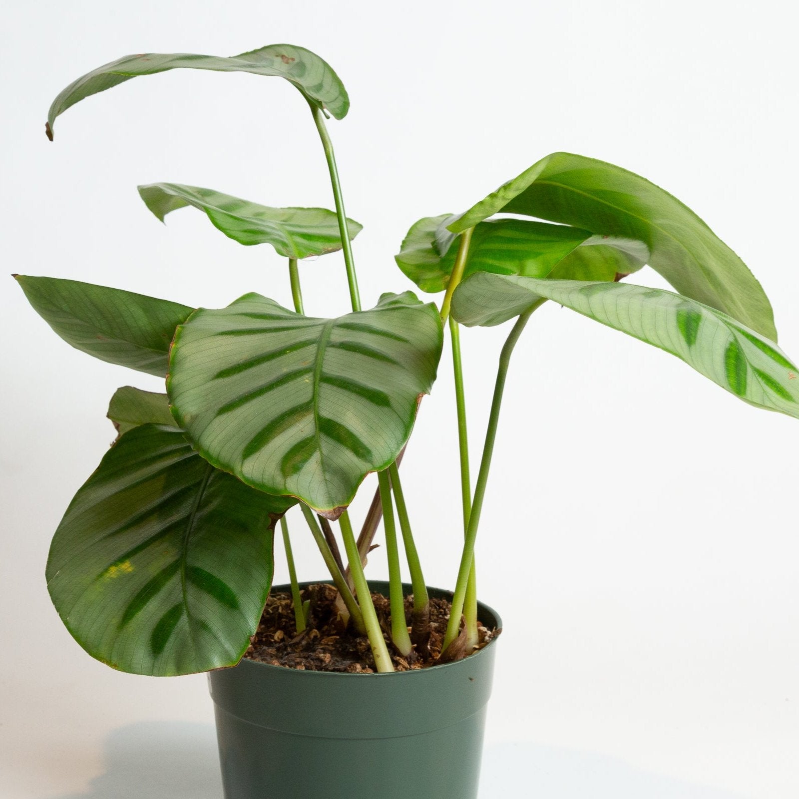 calathea carlina Calathea 'Bella Carlina' 6
