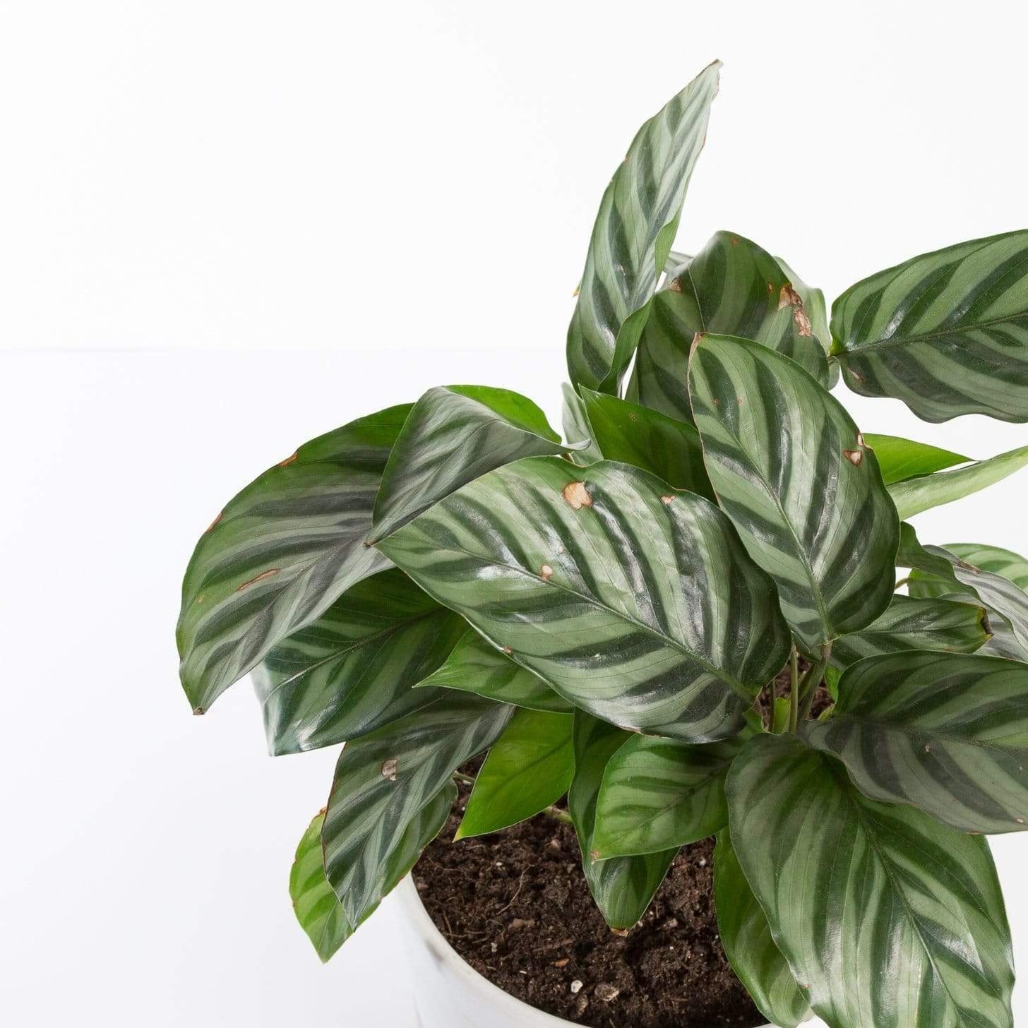 Calathea 'Freddie' 6