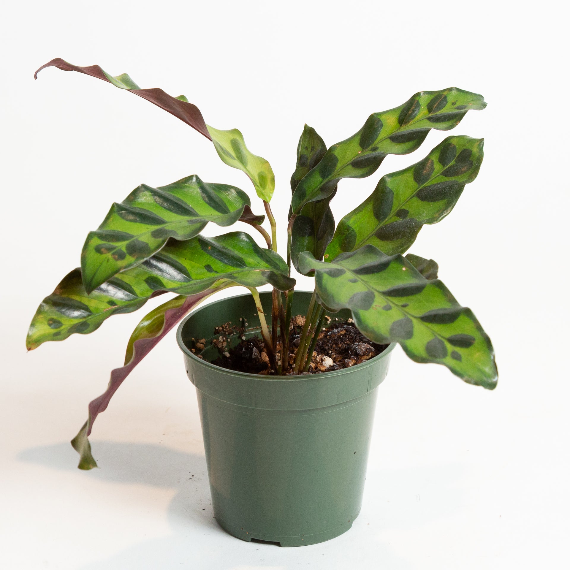 calathea rattlesnake Calathea 'Rattlesnake' 4
