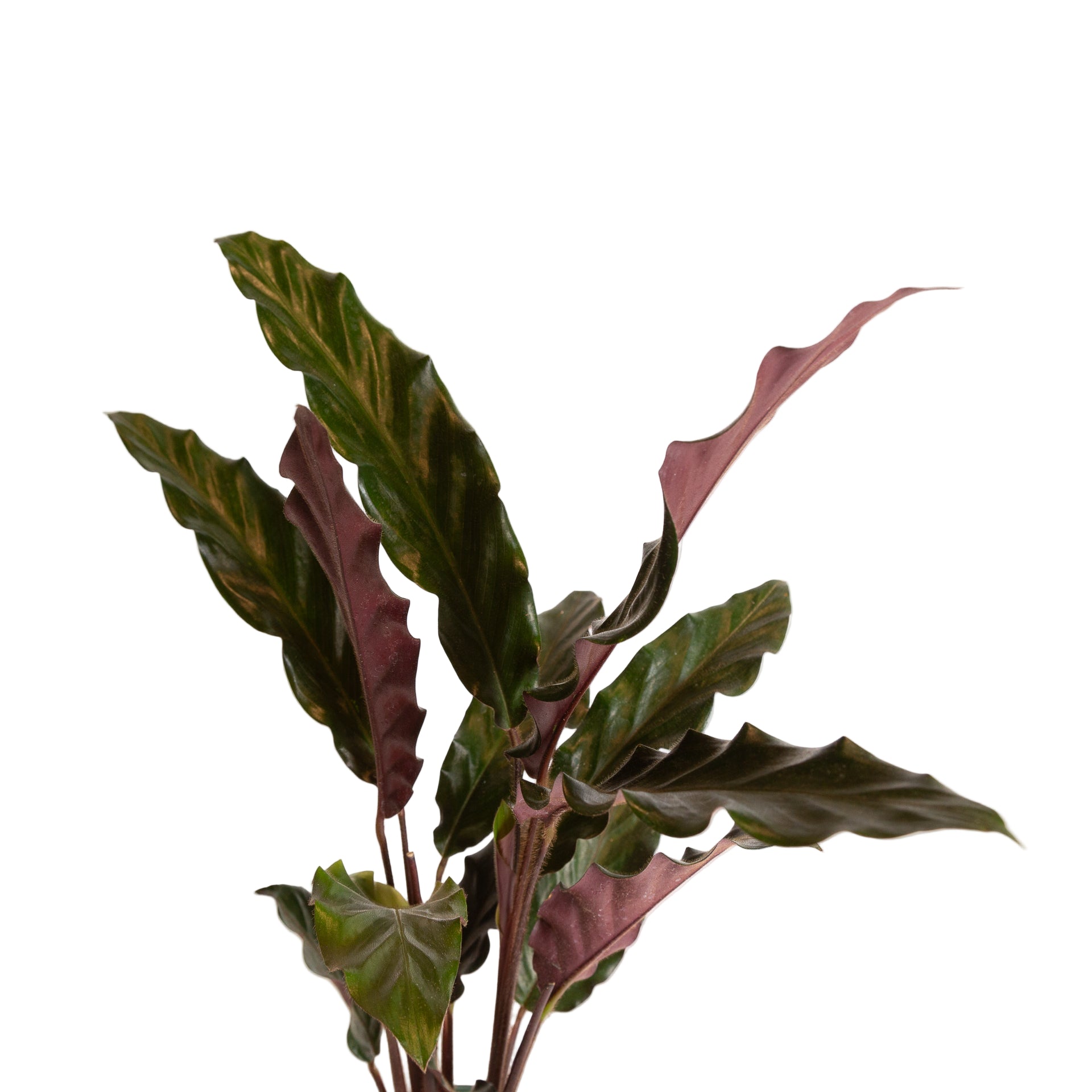 Calathea 'Velvet' 6