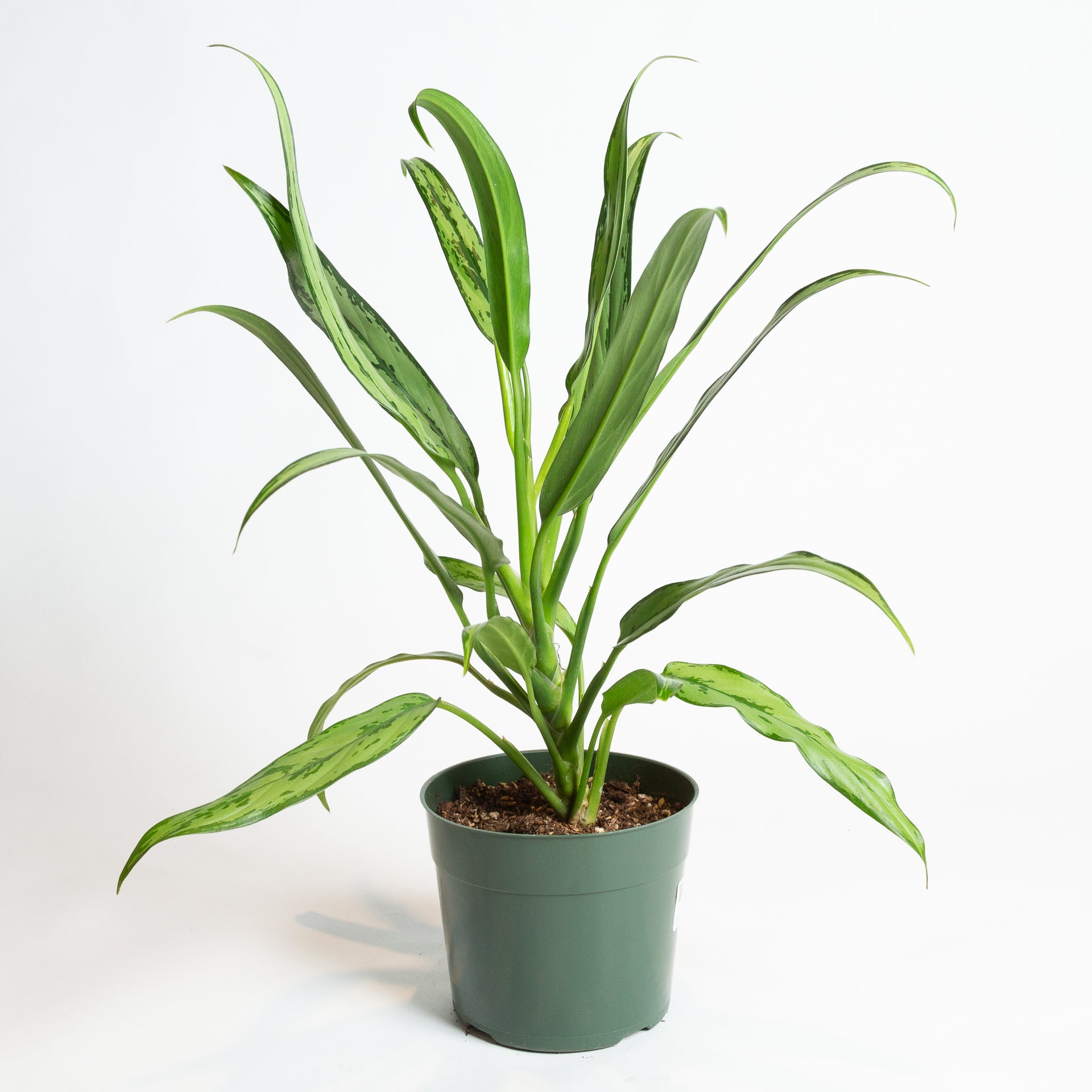 house plant with 6 leaves Chinese Evergreen 'Cutlass' 6" – Urban Sprouts