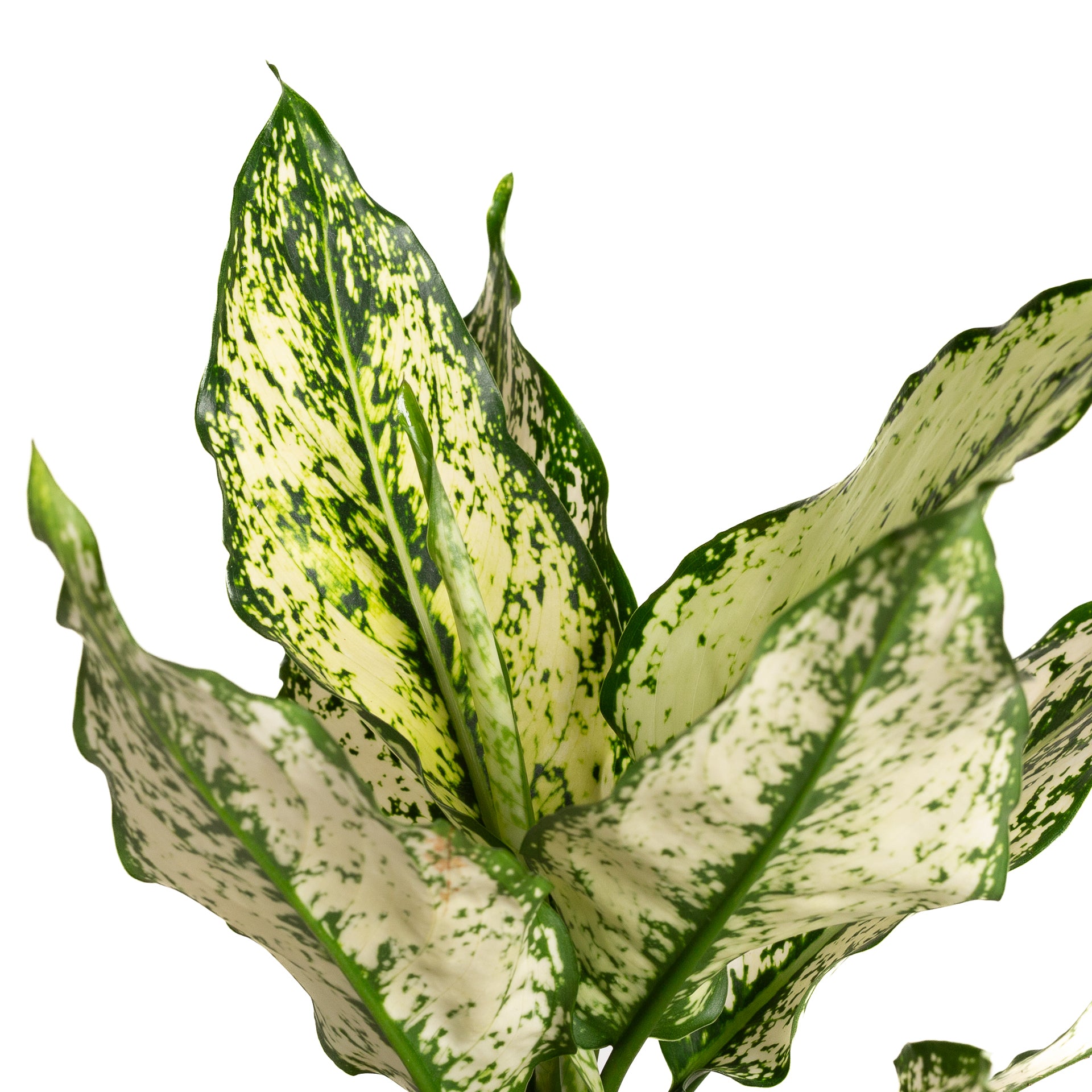 Chinese Evergreen 'First Diamond' 8" - Urban Sprouts