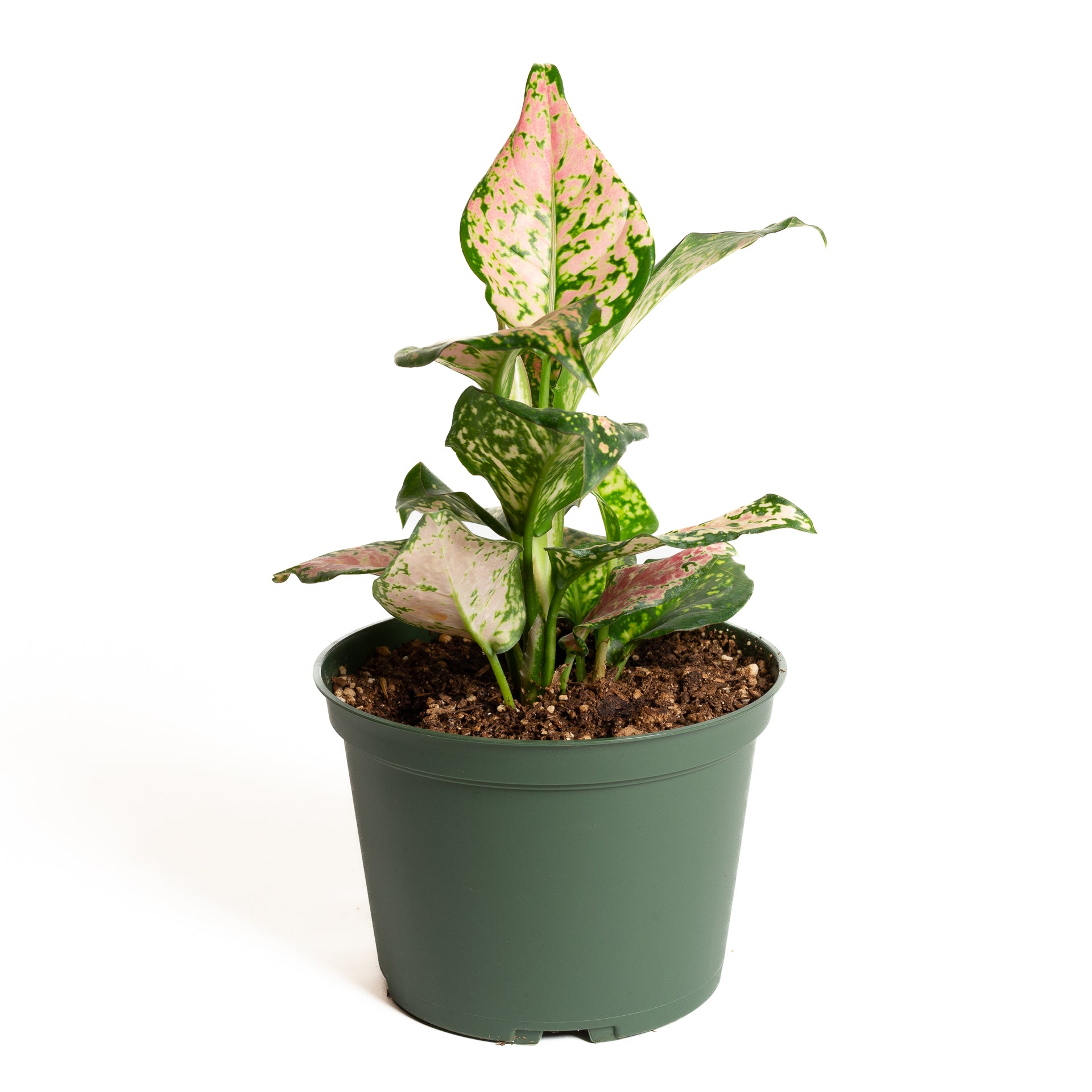 aglaonema 'katrina Chinese Evergreen 'Katrina' 6"