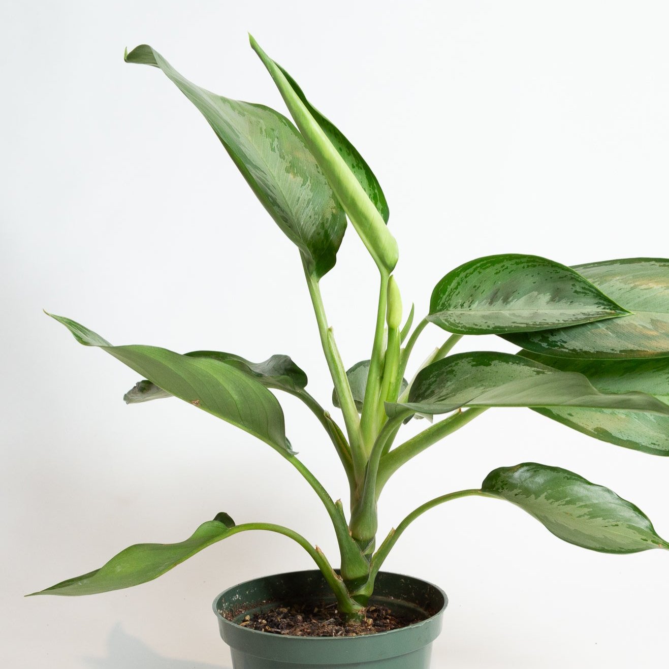 silverado aglaonema Chinese Evergreen 'Silverado' 6" – Urban Sprouts