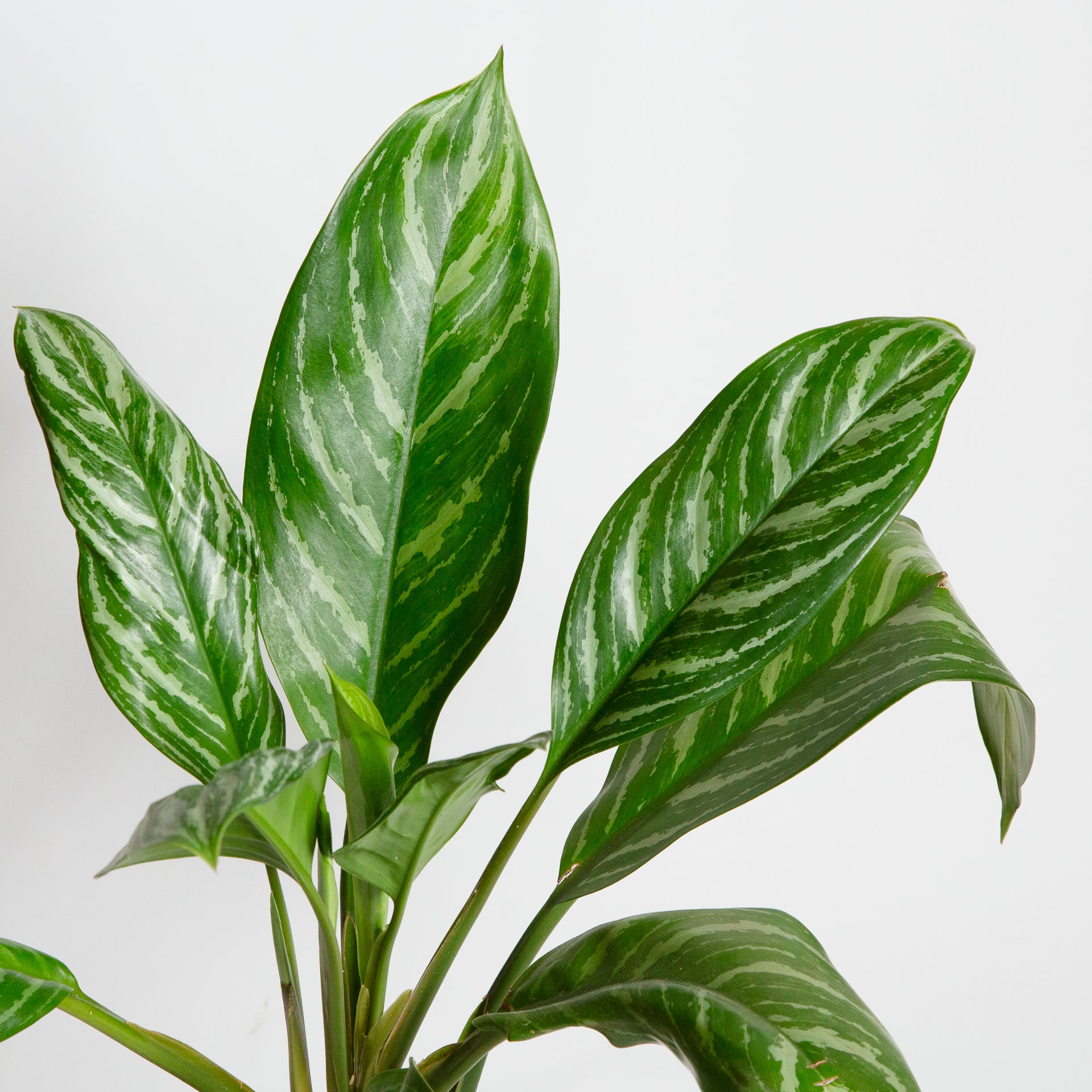 aglaonema stripes chinese evergreen Chinese Evergreen 'Stripes' 8"