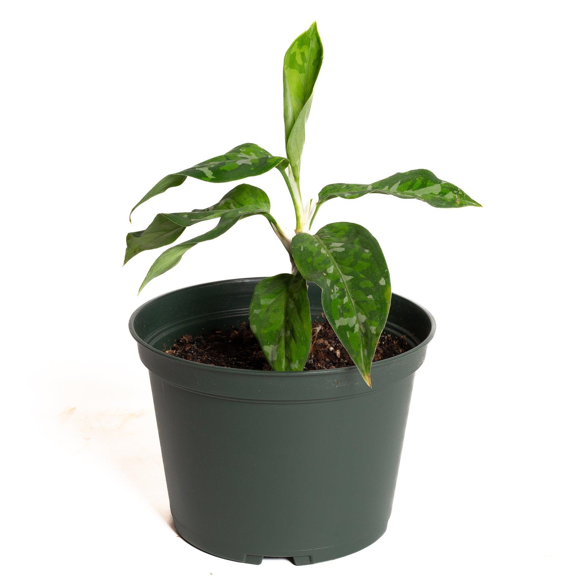 tricolor plant indoors Chinese Evergreen 'Tricolor' 6" – Urban Sprouts