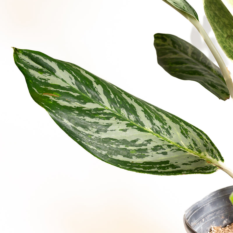 Chinese Evergreen 'Golden Madonna' 8"