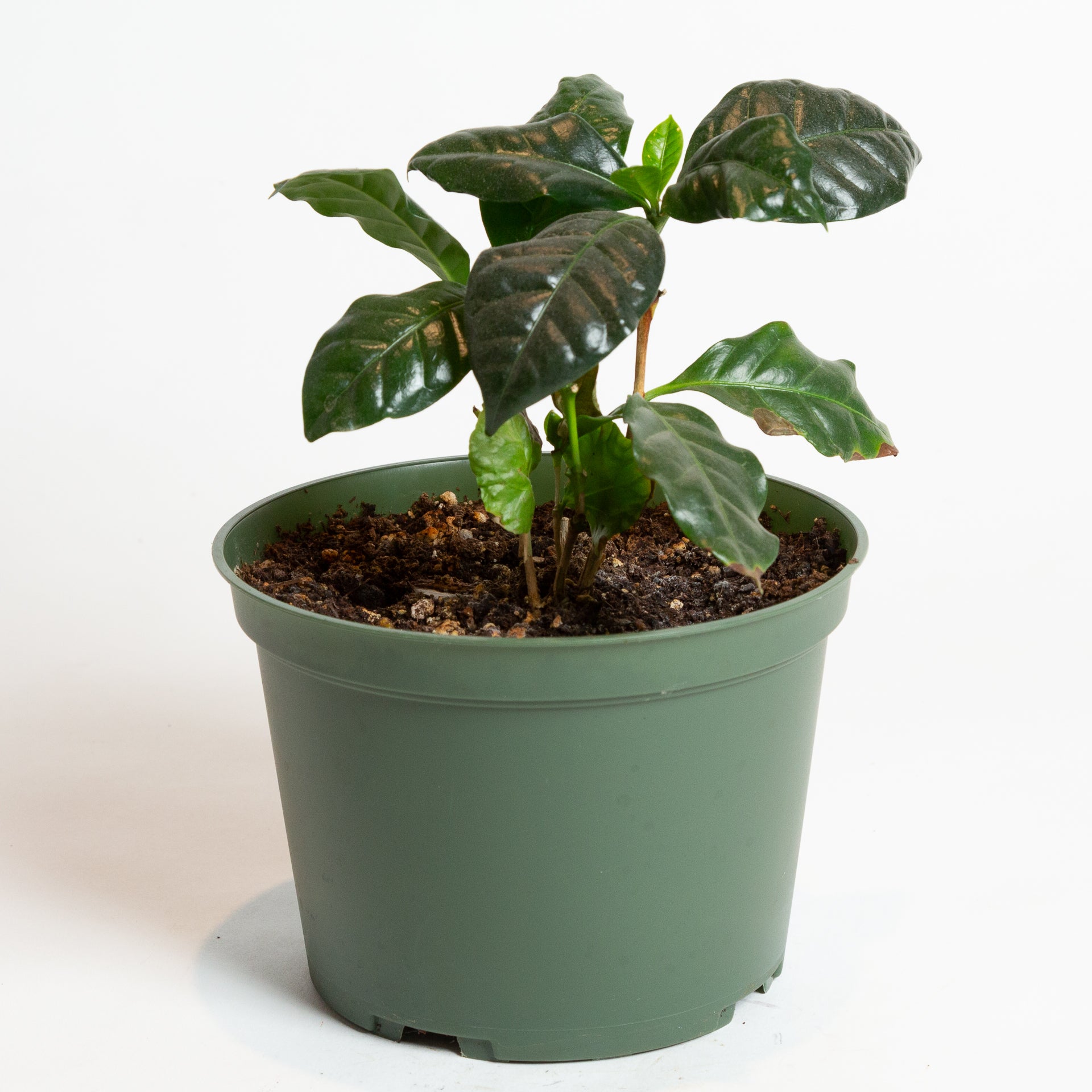 Coffee 'Arabica' 4” - Urban Sprouts