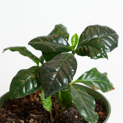 Coffee 'Arabica' 4” - Urban Sprouts