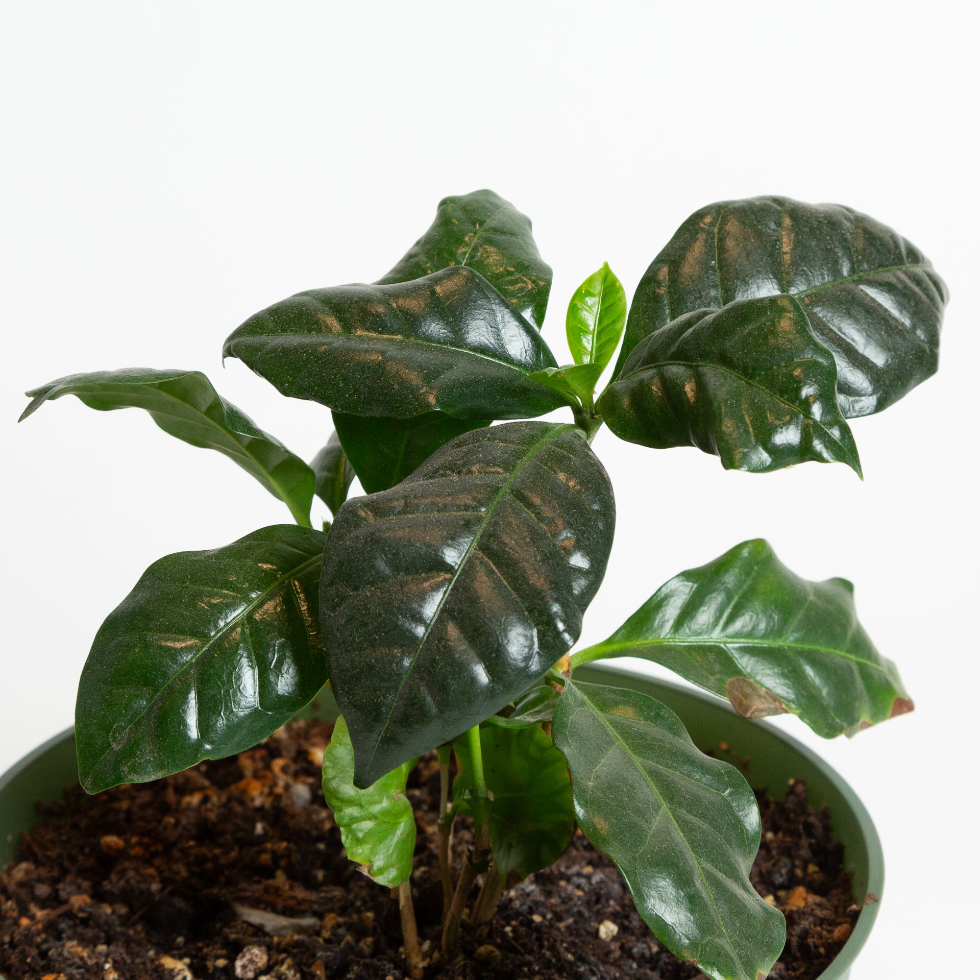 Coffee 'Arabica' 4” - Urban Sprouts