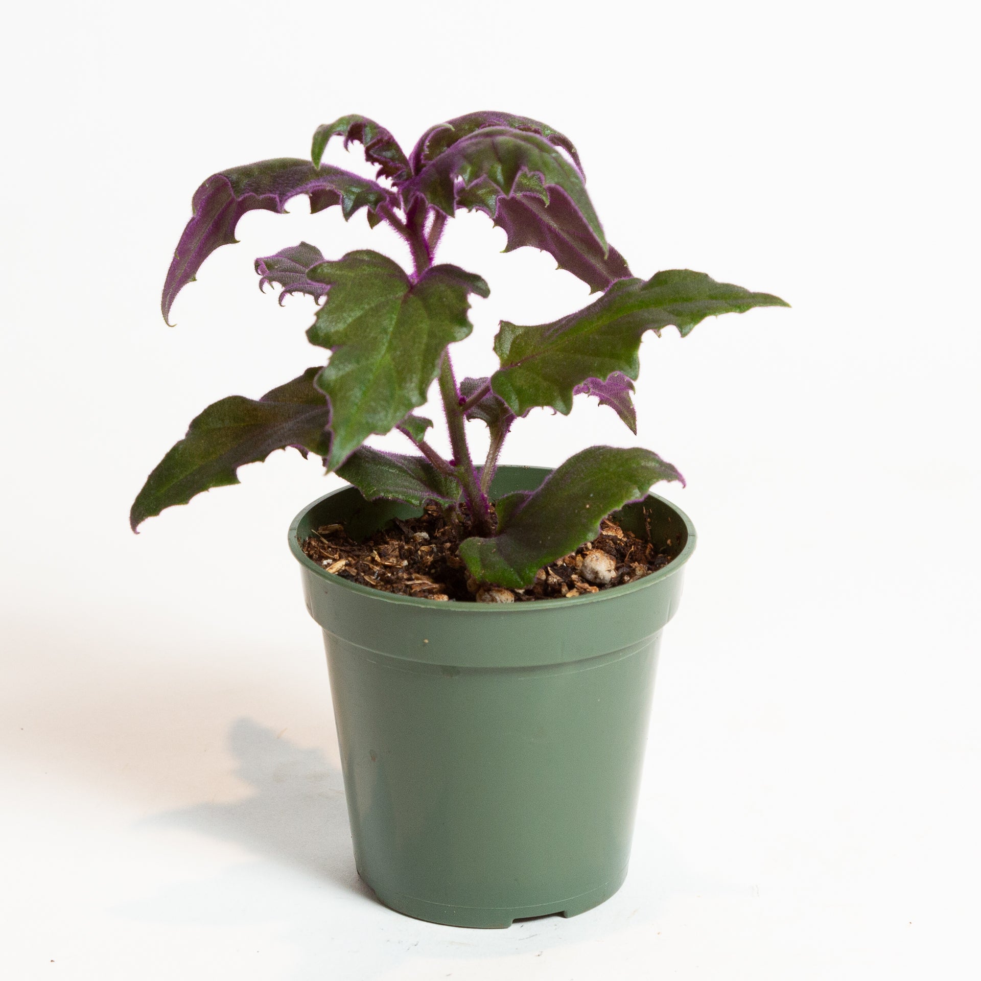 Daisy 'Velvet Purple Passion' 4" - Urban Sprouts