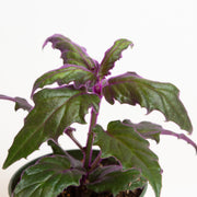 Daisy 'Velvet Purple Passion' 4" - Urban Sprouts