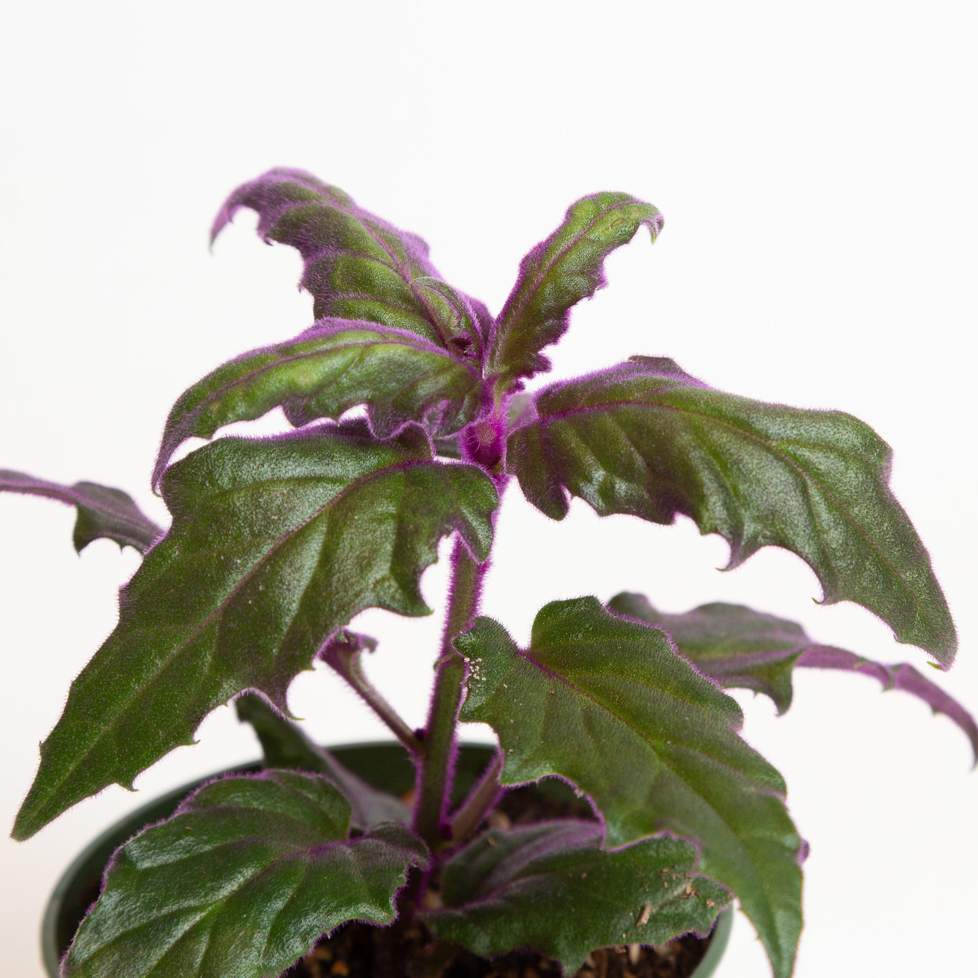 Daisy 'Velvet Purple Passion' 4" - Urban Sprouts