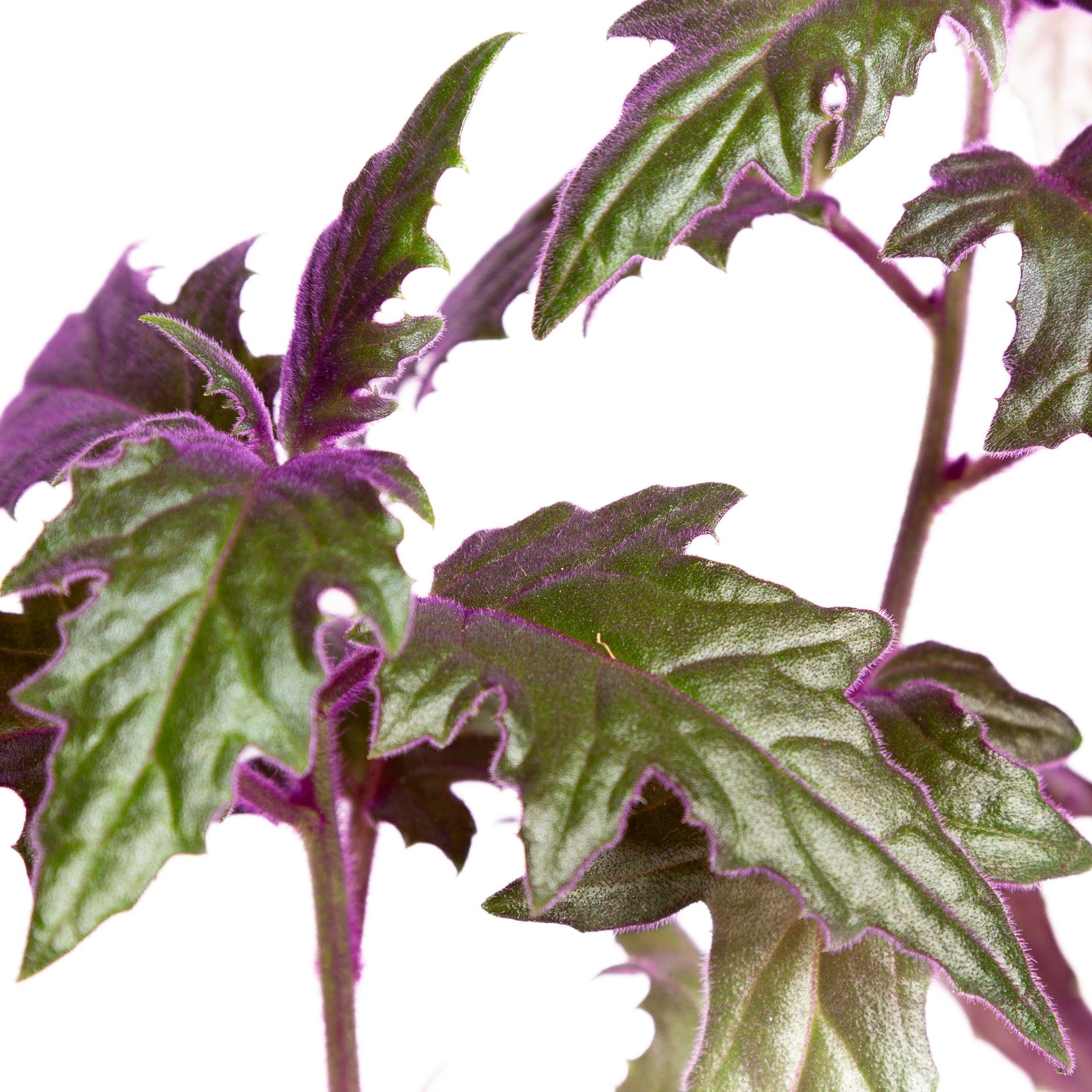 Daisy 'Velvet Purple Passion' 6" - Urban Sprouts