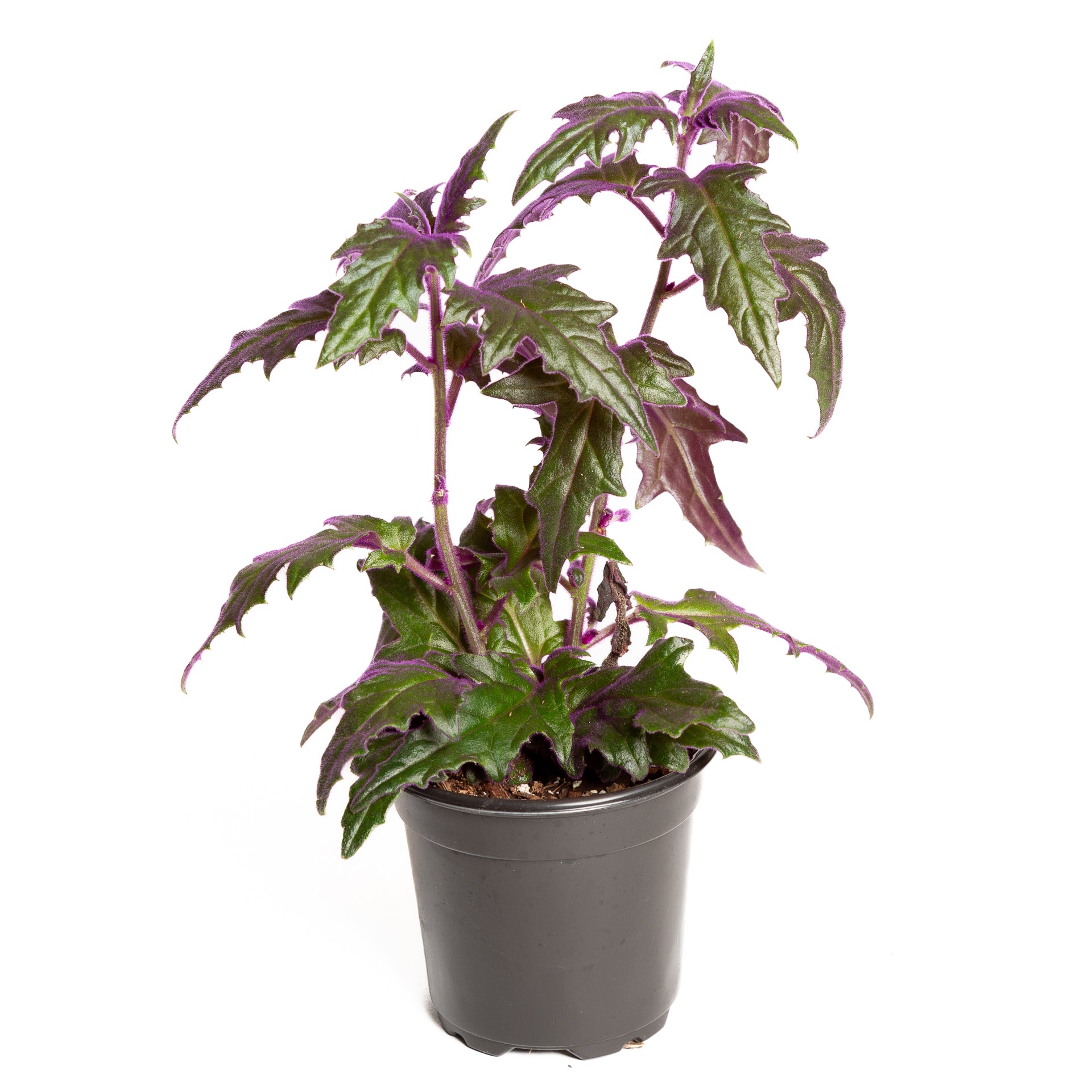 Daisy 'Velvet Purple Passion' 6" - Urban Sprouts