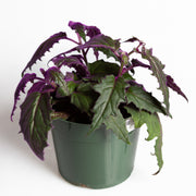 Daisy 'Velvet Purple Passion' 6" - Urban Sprouts