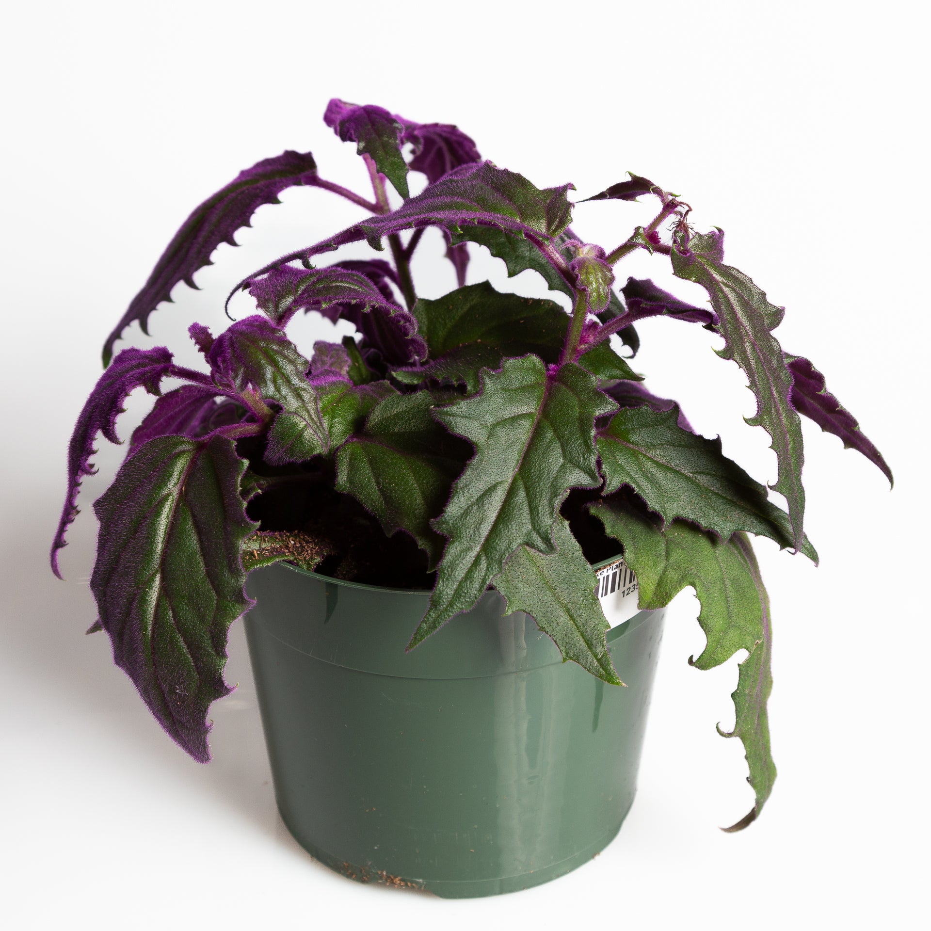 Daisy 'Velvet Purple Passion' 6" - Urban Sprouts