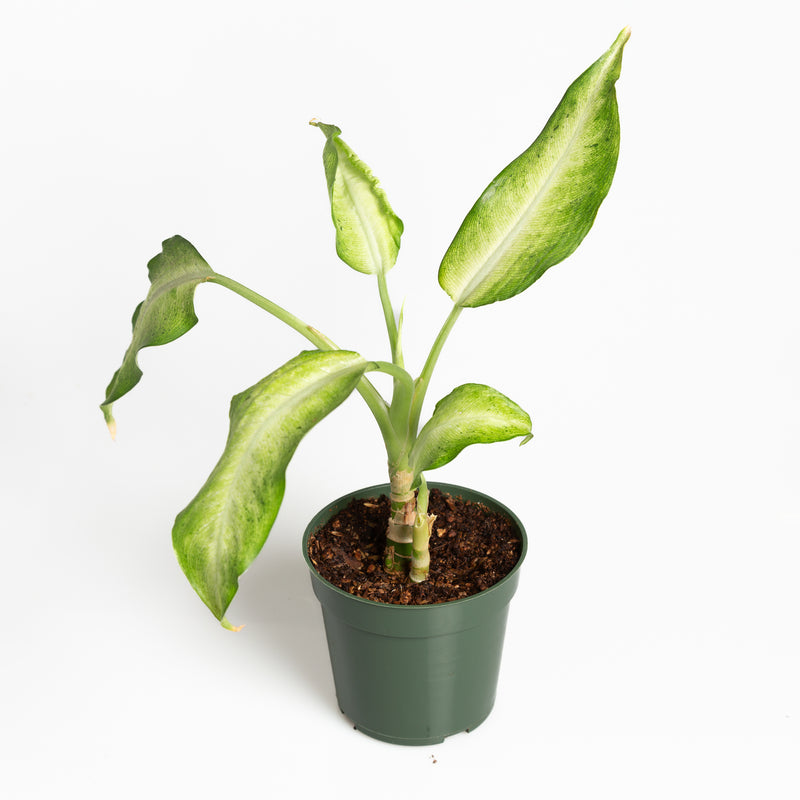 Dieffenbachia 'Camouflage' 4" - Urban Sprouts