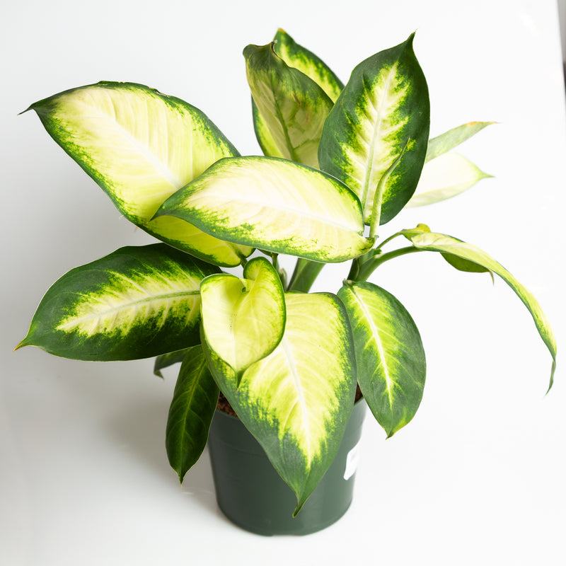 Dieffenbachia 'Tropic Marianne' 8" - Urban Sprouts