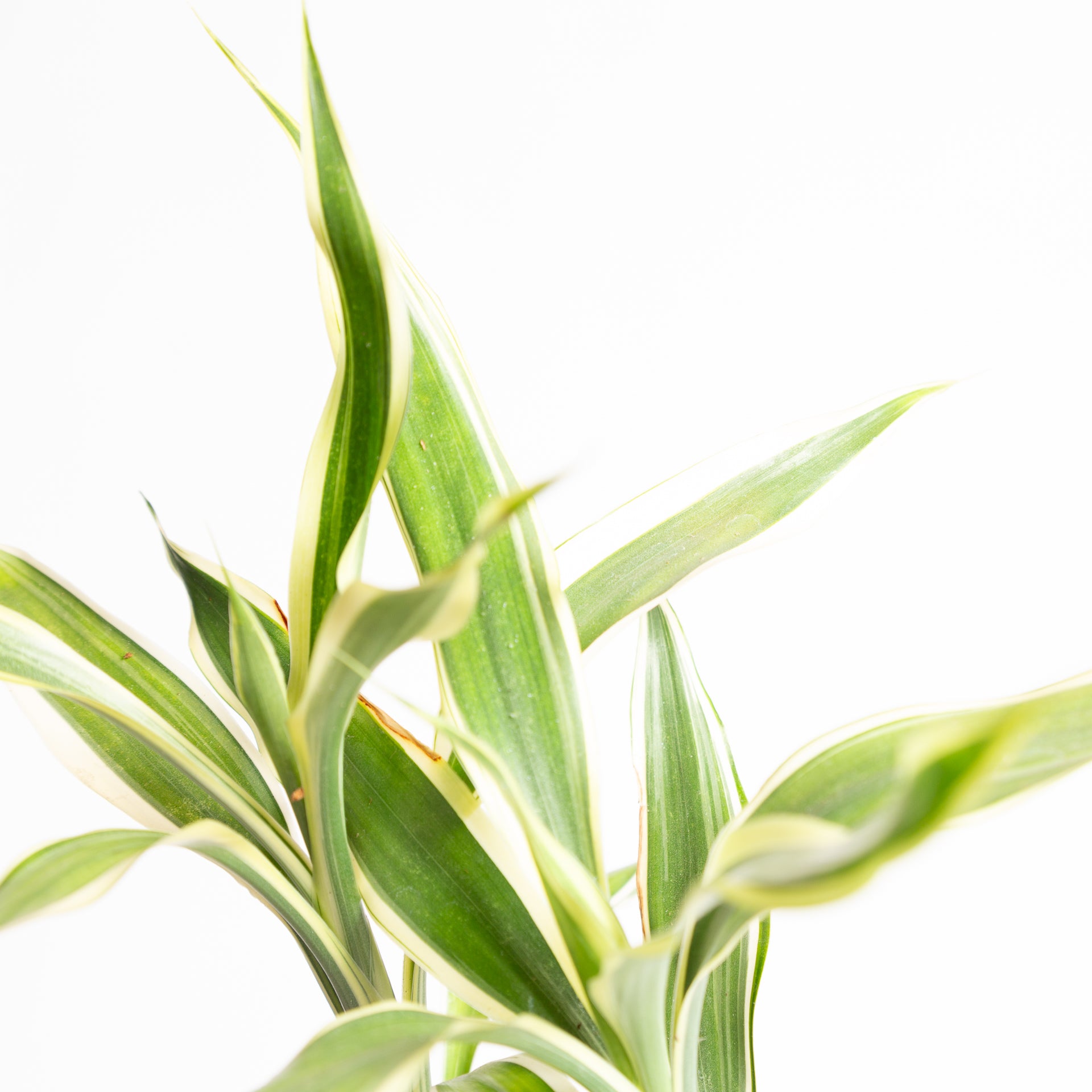 Dragon Tree 'White Ribbon' 4" - Urban Sprouts