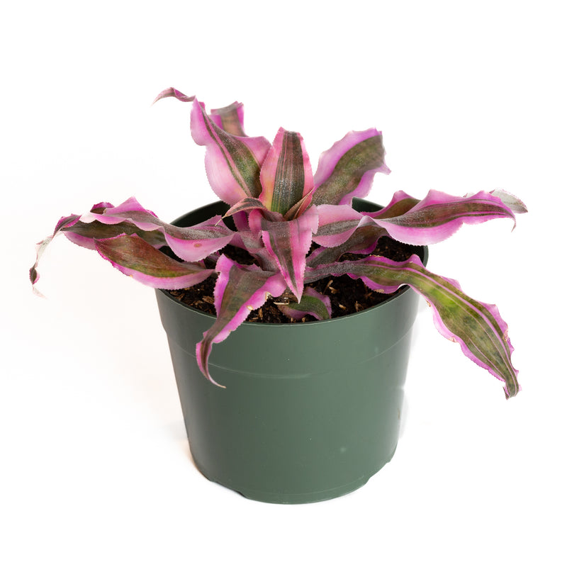 Earth Star 'Pink' 6" - Urban Sprouts