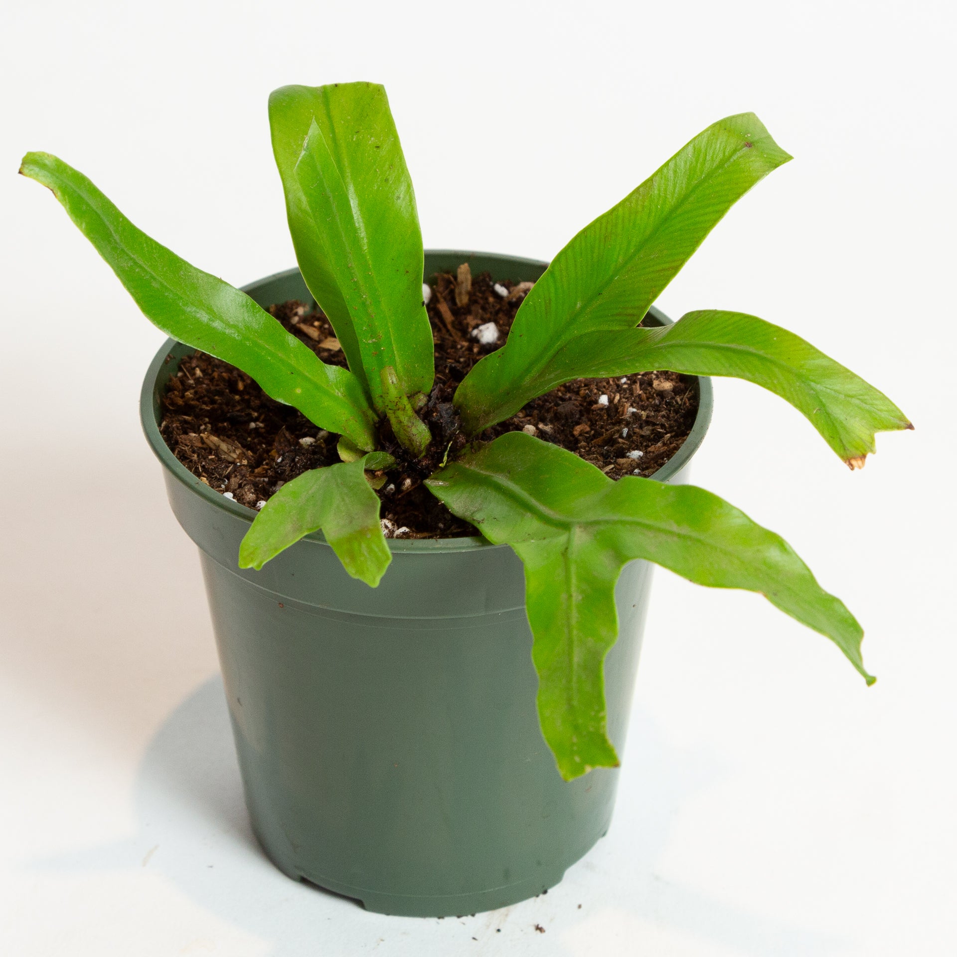 picture of birds nest fern Fern Bird's Nest