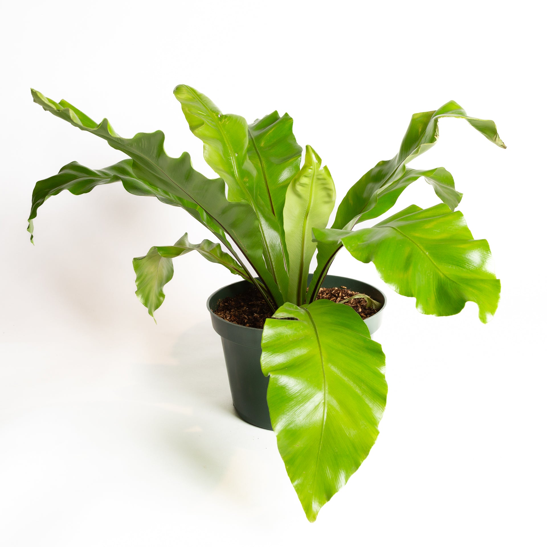 japanese bird's nest fern Fern 'Bird's Nest