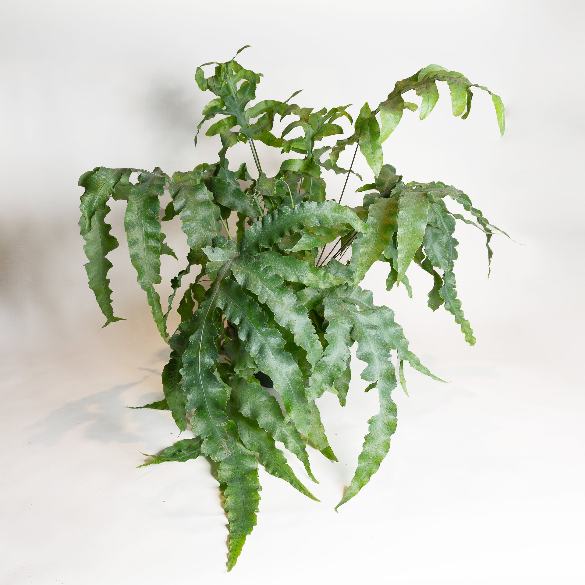 bear paw fern blue star Fern 'Blue Star' 10"
