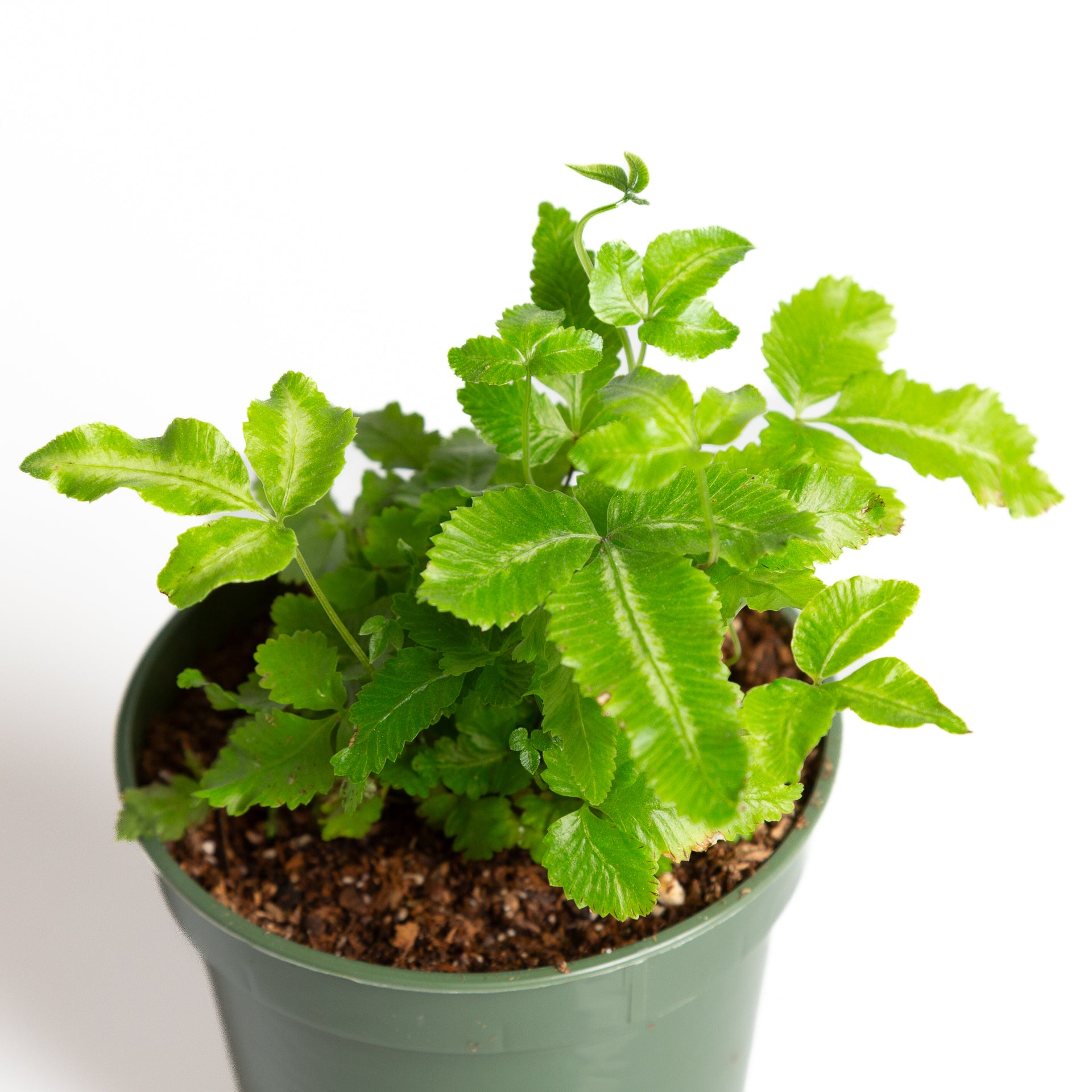 Fern 'Cretan Brake' 4" - Urban Sprouts