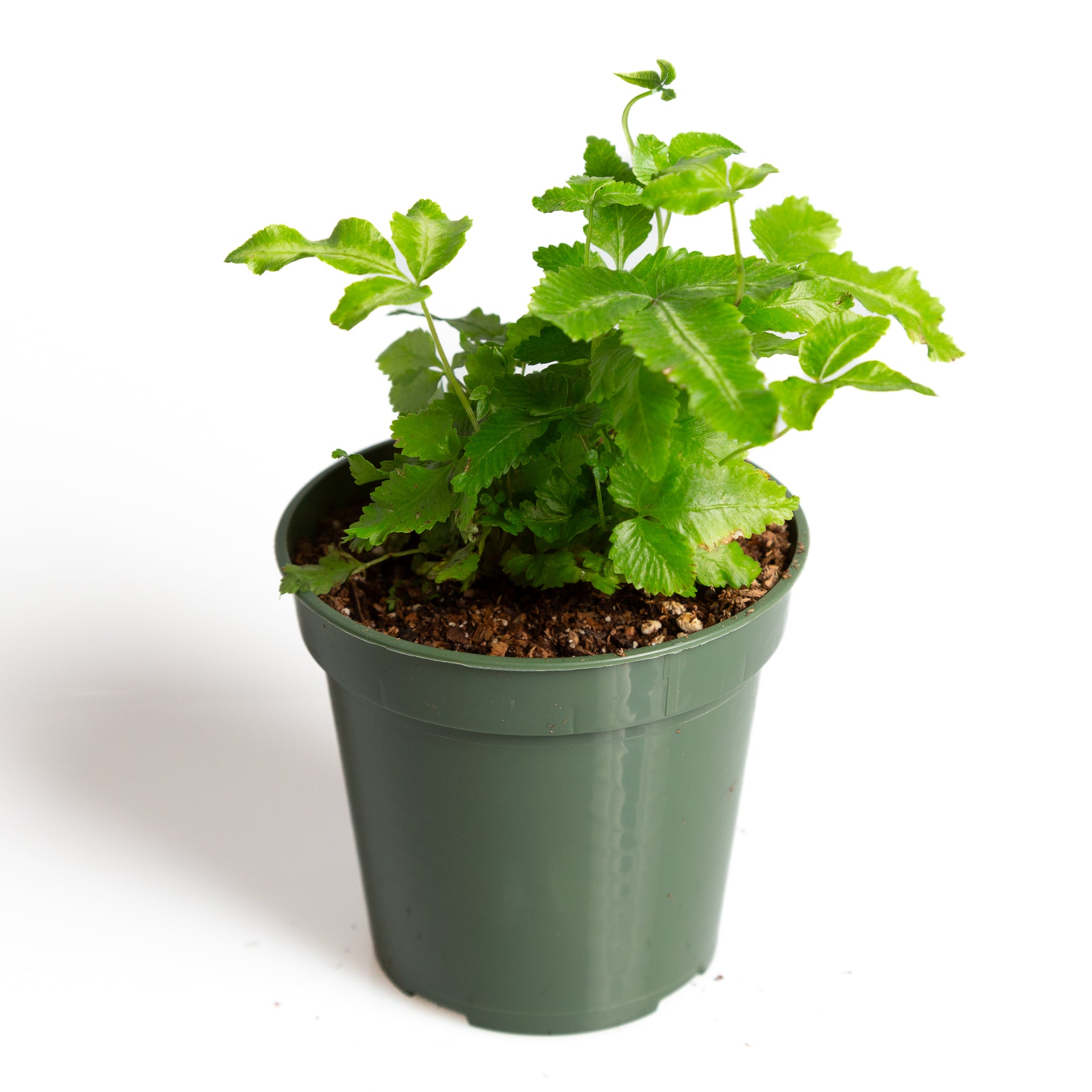 Fern 'Cretan Brake' 4" - Urban Sprouts