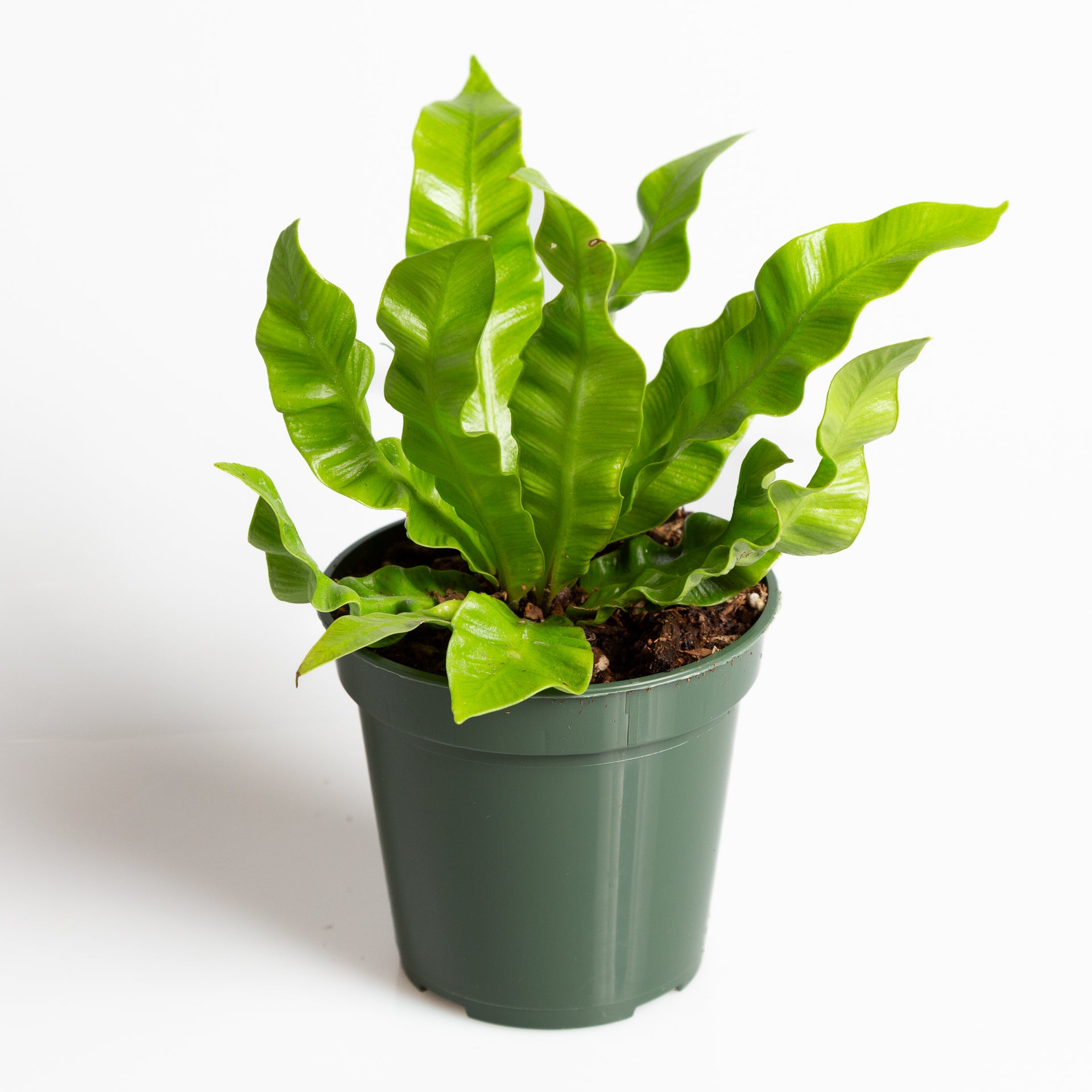 Fern 'Crispy Wave' 4" - Urban Sprouts