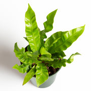 Fern 'Crispy Wave' 4" - Urban Sprouts