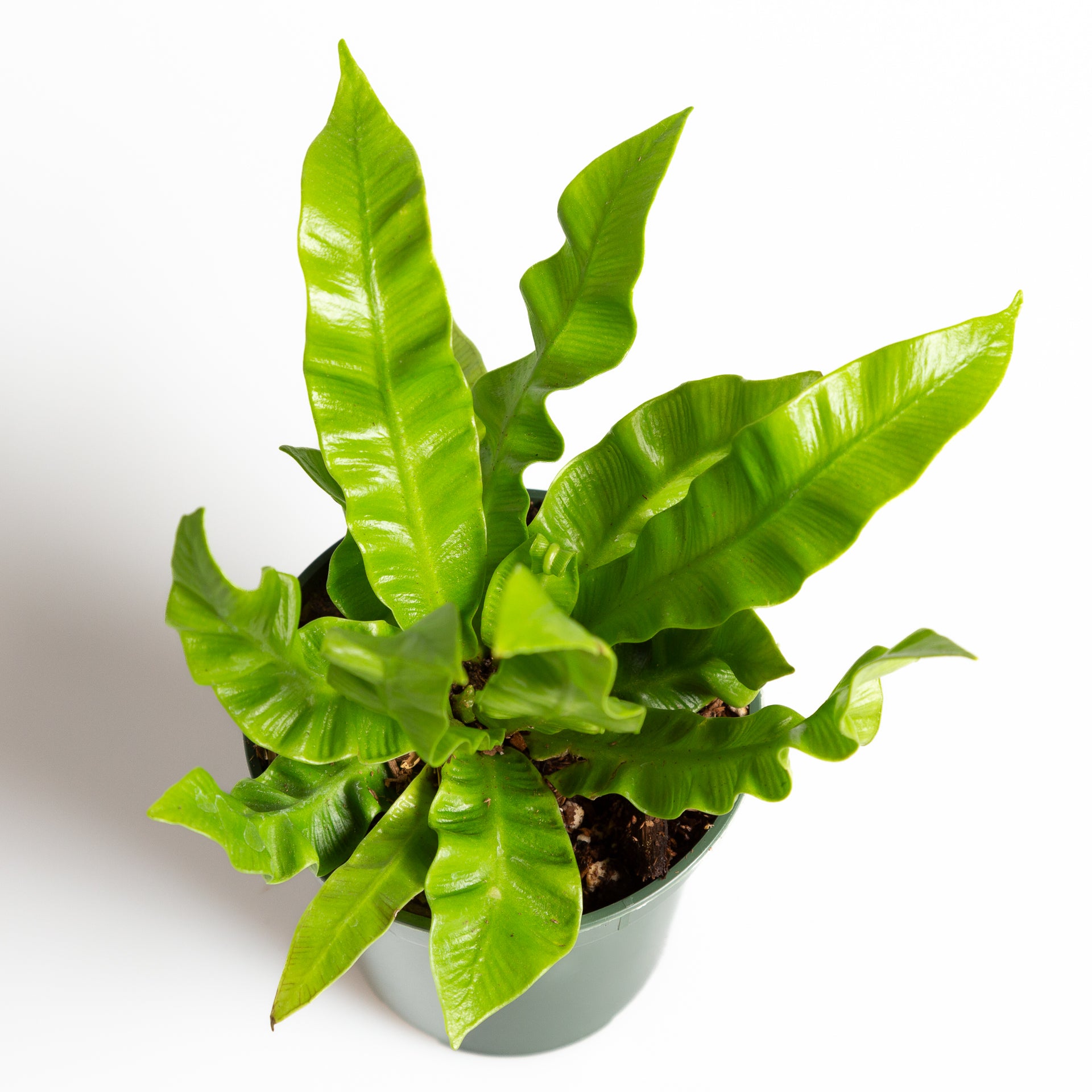 Fern 'Crispy Wave' 4" - Urban Sprouts