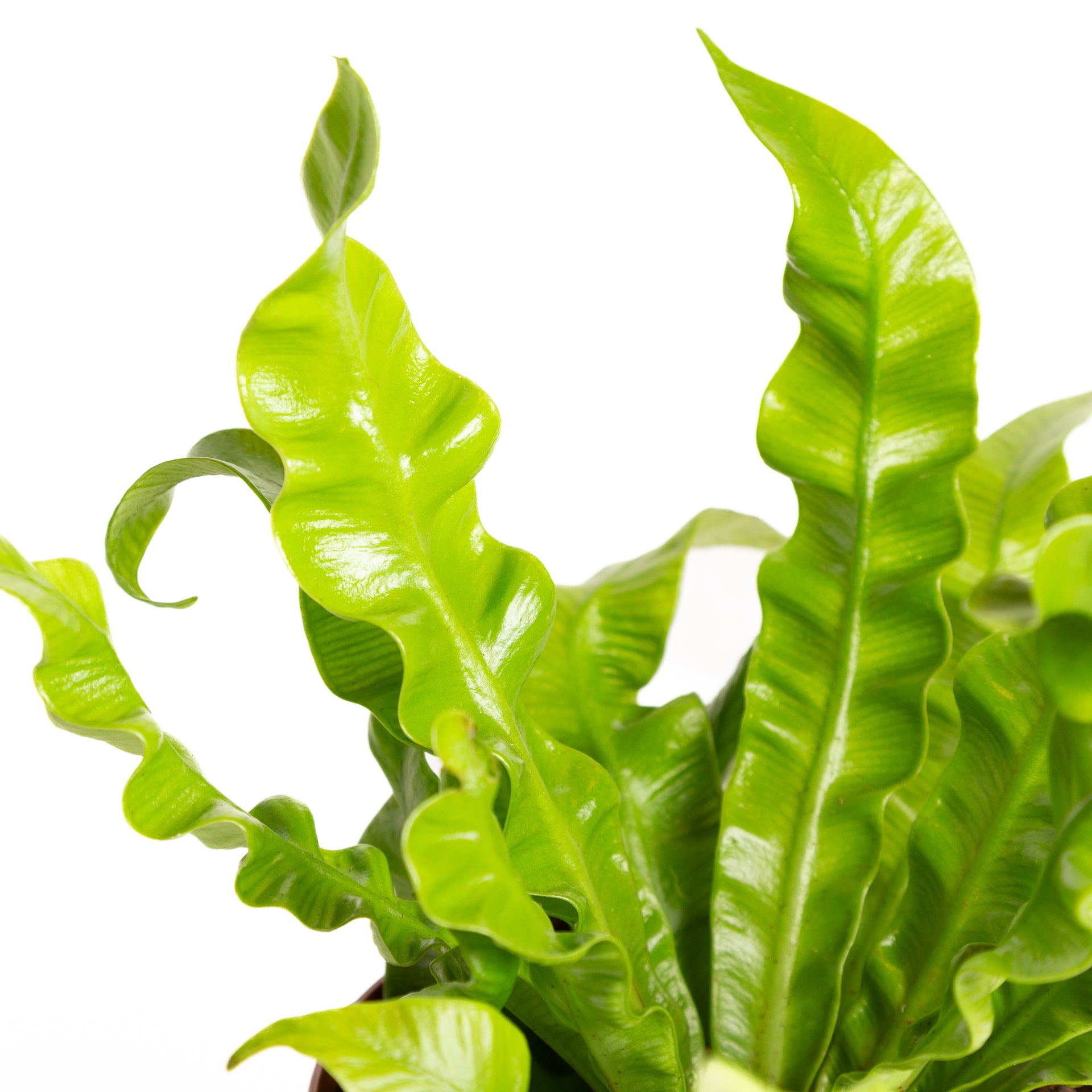 Fern 'Crispy Wave' 6" - Urban Sprouts