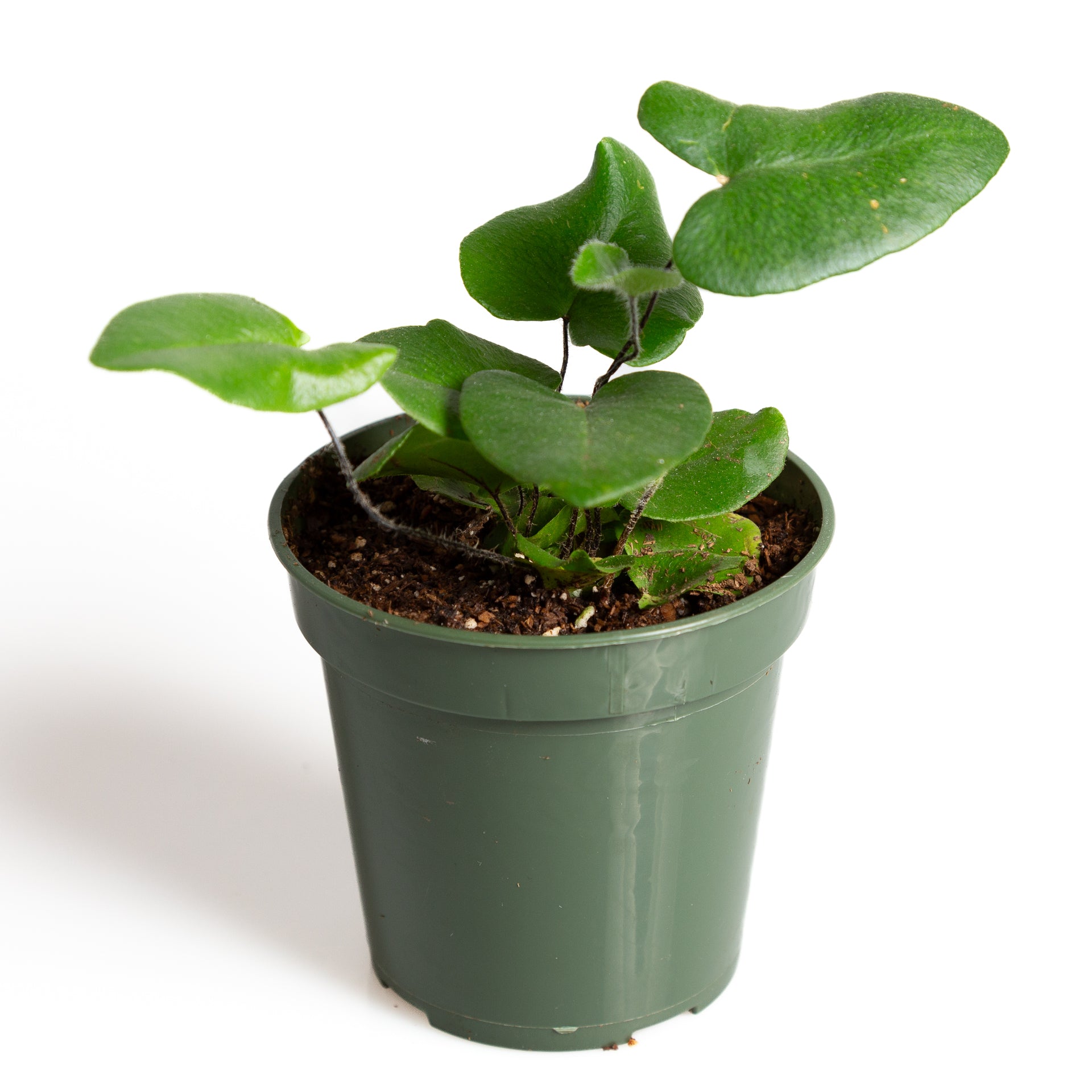 Fern 'Heart Leaf' 4" - Urban Sprouts