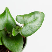 Fern 'Heart Leaf' 4" - Urban Sprouts