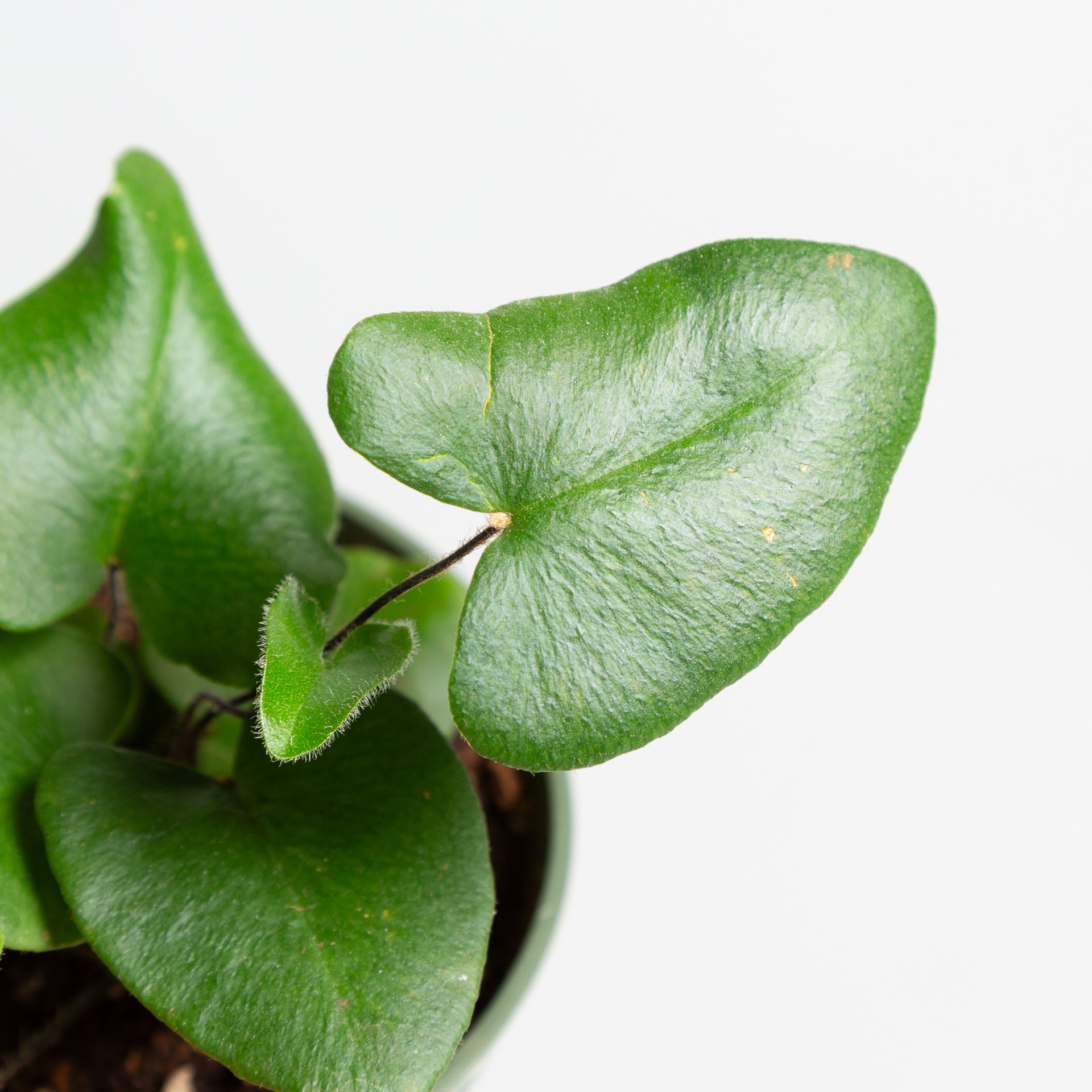 Fern 'Heart Leaf' 4" - Urban Sprouts