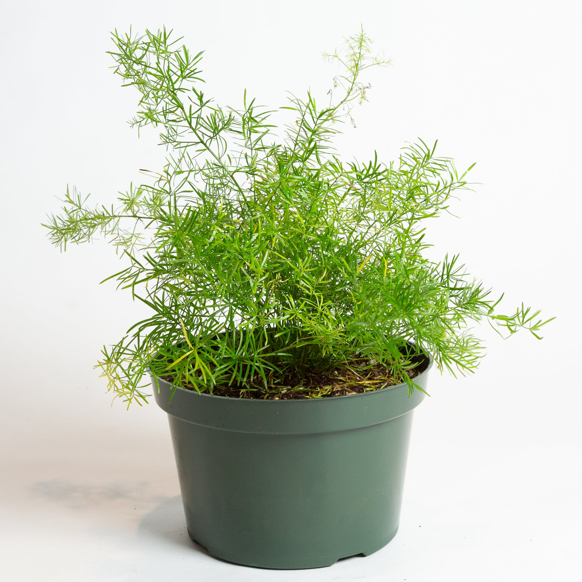asparagus potted plant Fern 'Sprenger's Asparagus' 8