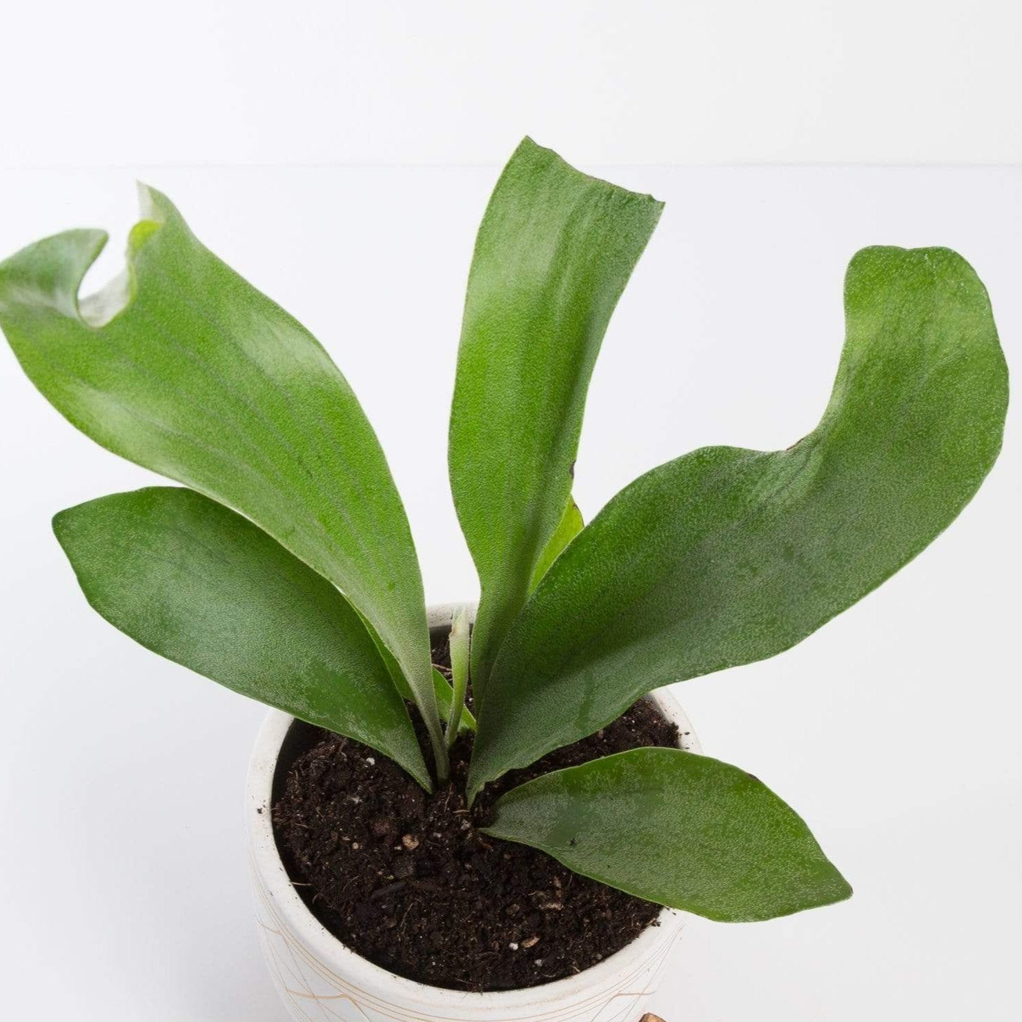 Fern 'Staghorn' 6