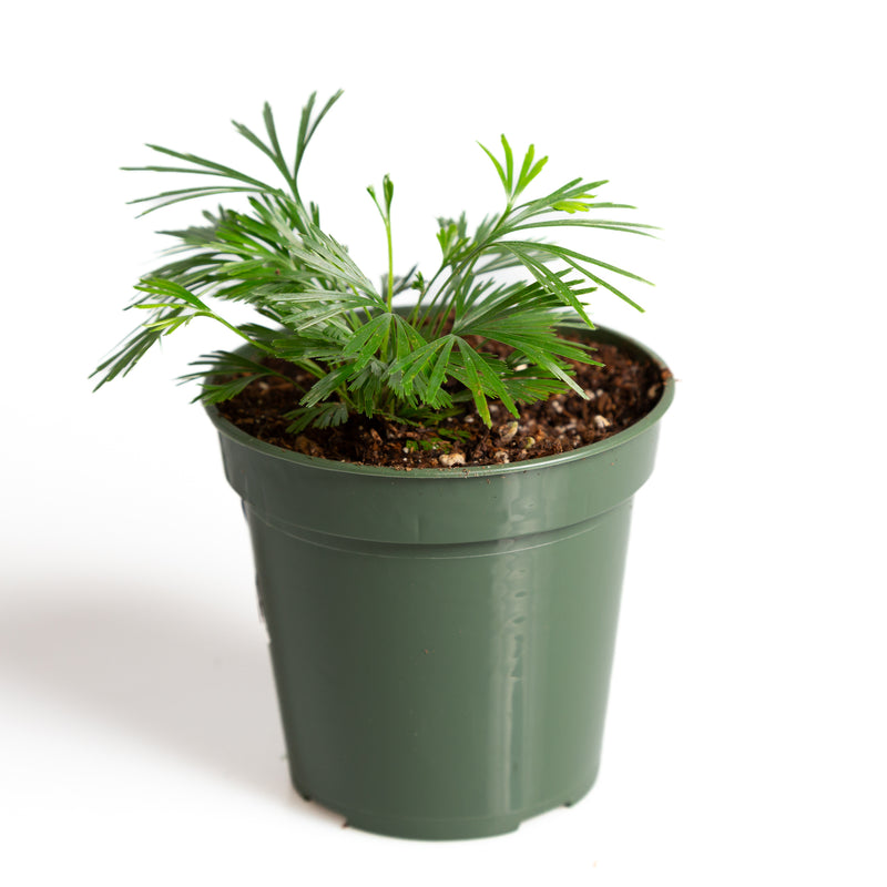 Fern 'Eyelash' 4" - Urban Sprouts